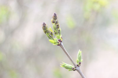 Close-up of plant