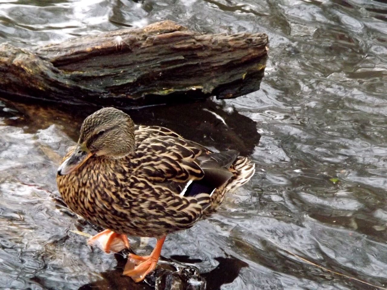 animal themes, animals in the wild, wildlife, bird, duck, water, mallard duck, lake, nature, one animal, two animals, rock - object, side view, full length, high angle view, day, outdoors, zoology, togetherness