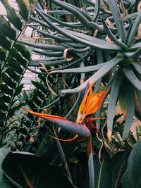 Close-up of flower blooming outdoors