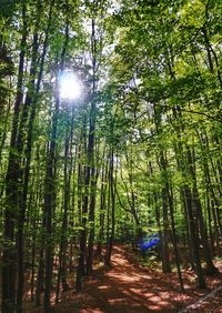 Sun shining through trees in forest