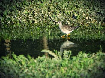 Bird perching on grass in water