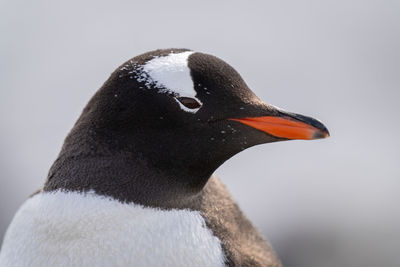 Close-up of gentoo penguin head facing right