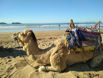 View of a dog on beach