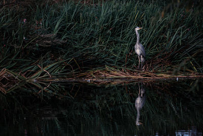 View of bird perching on grass