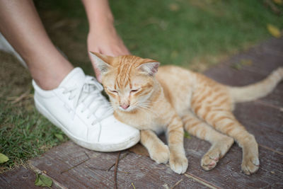 Low section of person with cat