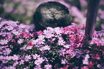 Close-up of purple flowers