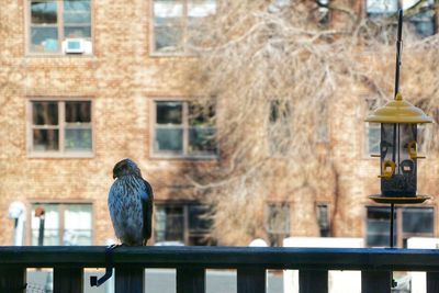 Bird perching on a building