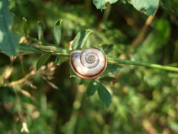 Close-up of snail on leaf