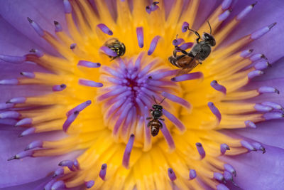 Close-up of honey bee on purple flower