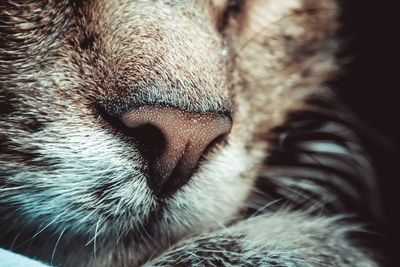 Close-up of cat sleeping