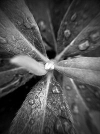 Close-up of spider web