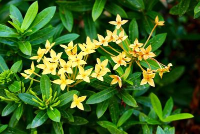 Close-up of flowers blooming outdoors