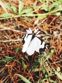 High angle view of butterfly on white flower