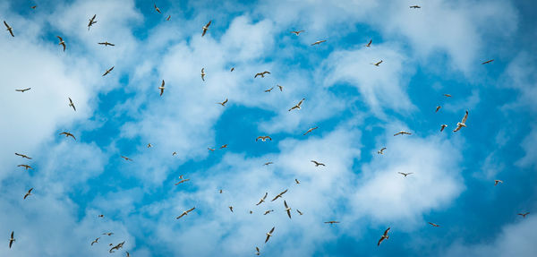 Low angle view of birds flying in sky