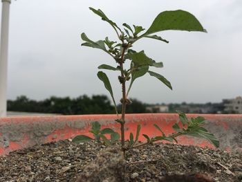 Close-up of fresh plant against sky