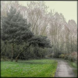 Trees on grassy field