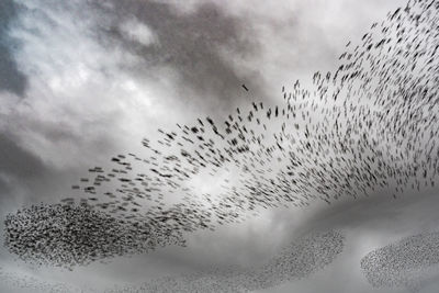 Low angle view of birds flying against sky