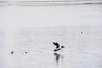 Birds flying over sea