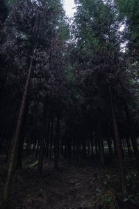 Trees in forest