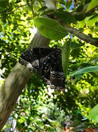 Close-up of butterfly perching on tree