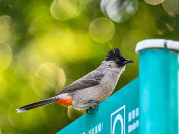 Close-up of bird perching on branch