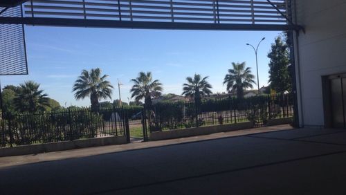 Palm trees against clear blue sky