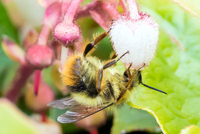 Close-up of bee on flower blooming outdoors