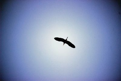 Low angle view of birds flying in sky