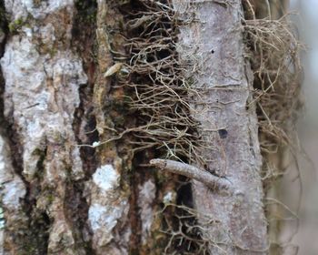 Close-up of tree roots