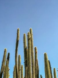 Low angle view of tall, flowering cacti against clear sky.