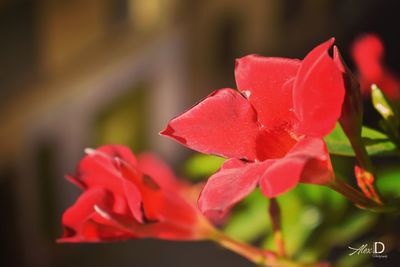 Close-up of red flowers blooming outdoors