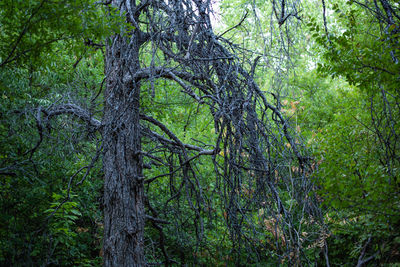 Trees growing in forest