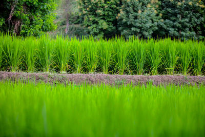 Surface level of agricultural field