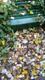 Fallen leaves on ground