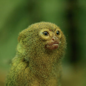 Close-up of a bird looking away