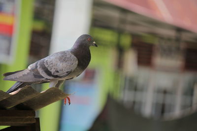 Close-up of bird perching on railing