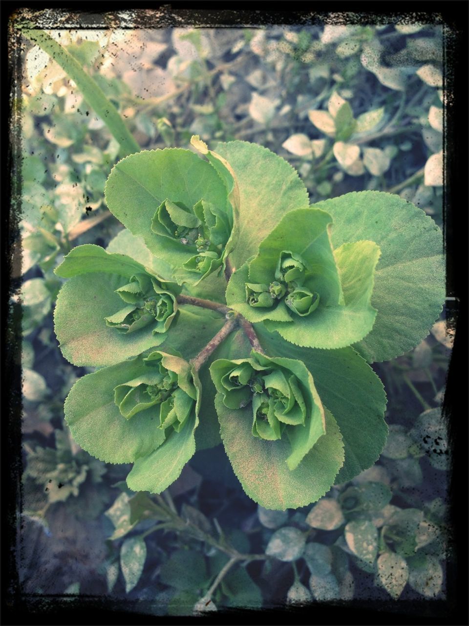 transfer print, leaf, auto post production filter, growth, plant, freshness, green color, close-up, fragility, nature, beauty in nature, flower, high angle view, botany, day, focus on foreground, growing, no people, outdoors, green