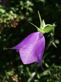 Close-up of purple flower