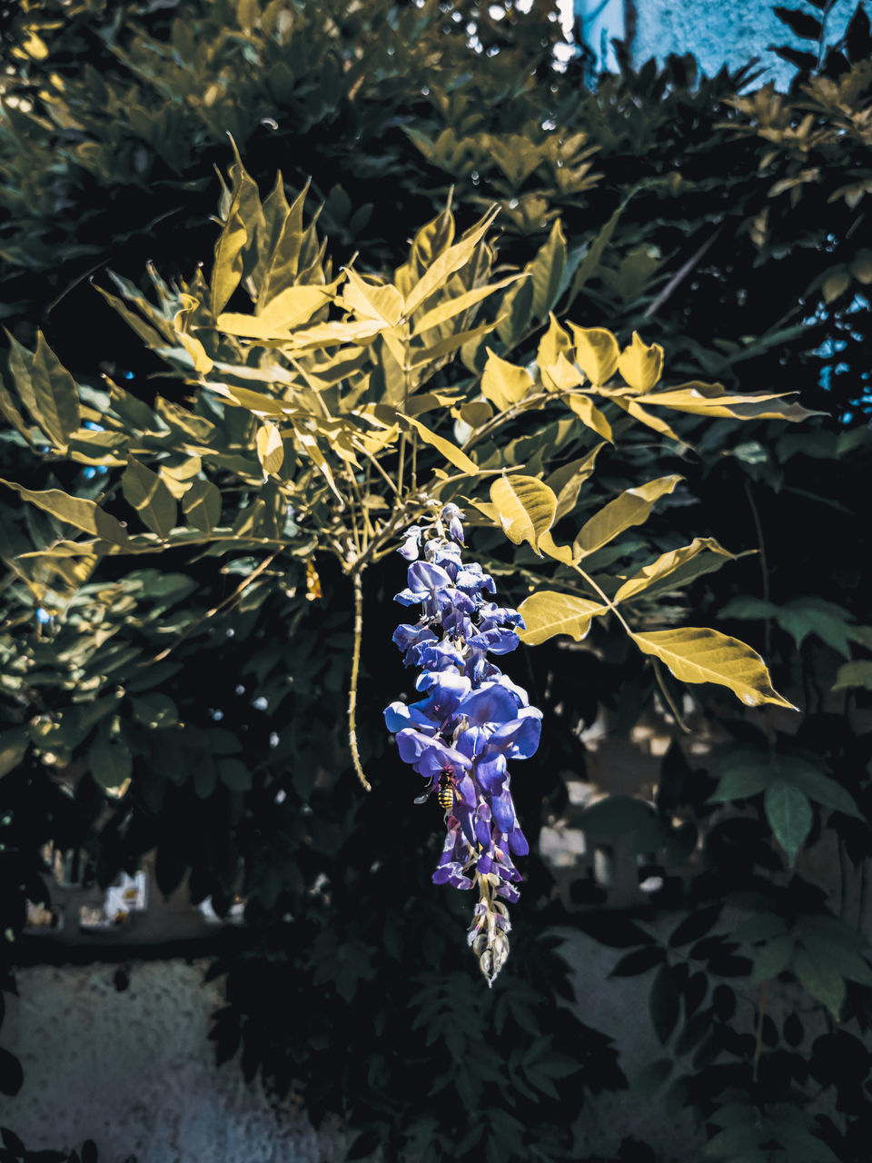 CLOSE-UP OF FLOWERING PLANT AGAINST PURPLE WALL