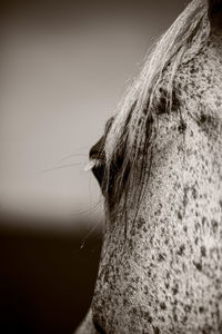 Close-up of a horse against the sky