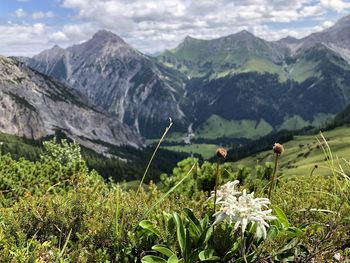 Scenic view of flowering plants on land against mountains