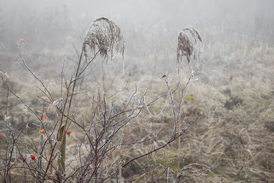 Close-up of dry plants on field during winter