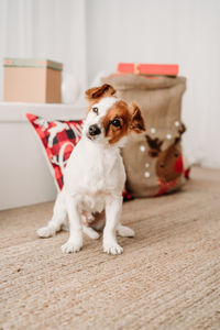 Adorable jack russell dog indoor in front of christmas decoration at home