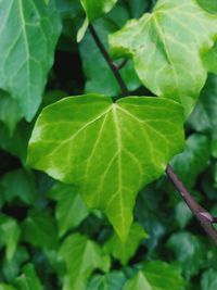 Close-up of green leaves