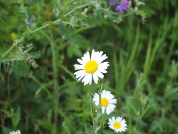 Close-up of white daisy flower