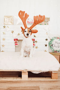 Funny jack russell dog wearing reindeer horns costume at home over christmas decoration. christmas