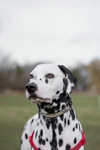 Close-up of dog on field