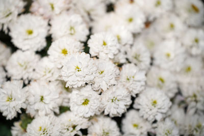 Close-up of white flowering plants