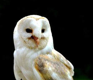 Close-up of a barn owl against black background