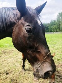 Close-up of a horse on field